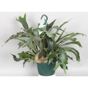 Платицериум Двувильчатый 20 см.